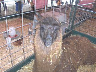 Llama