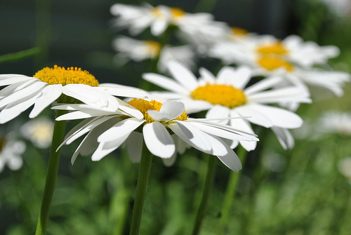 Daisies