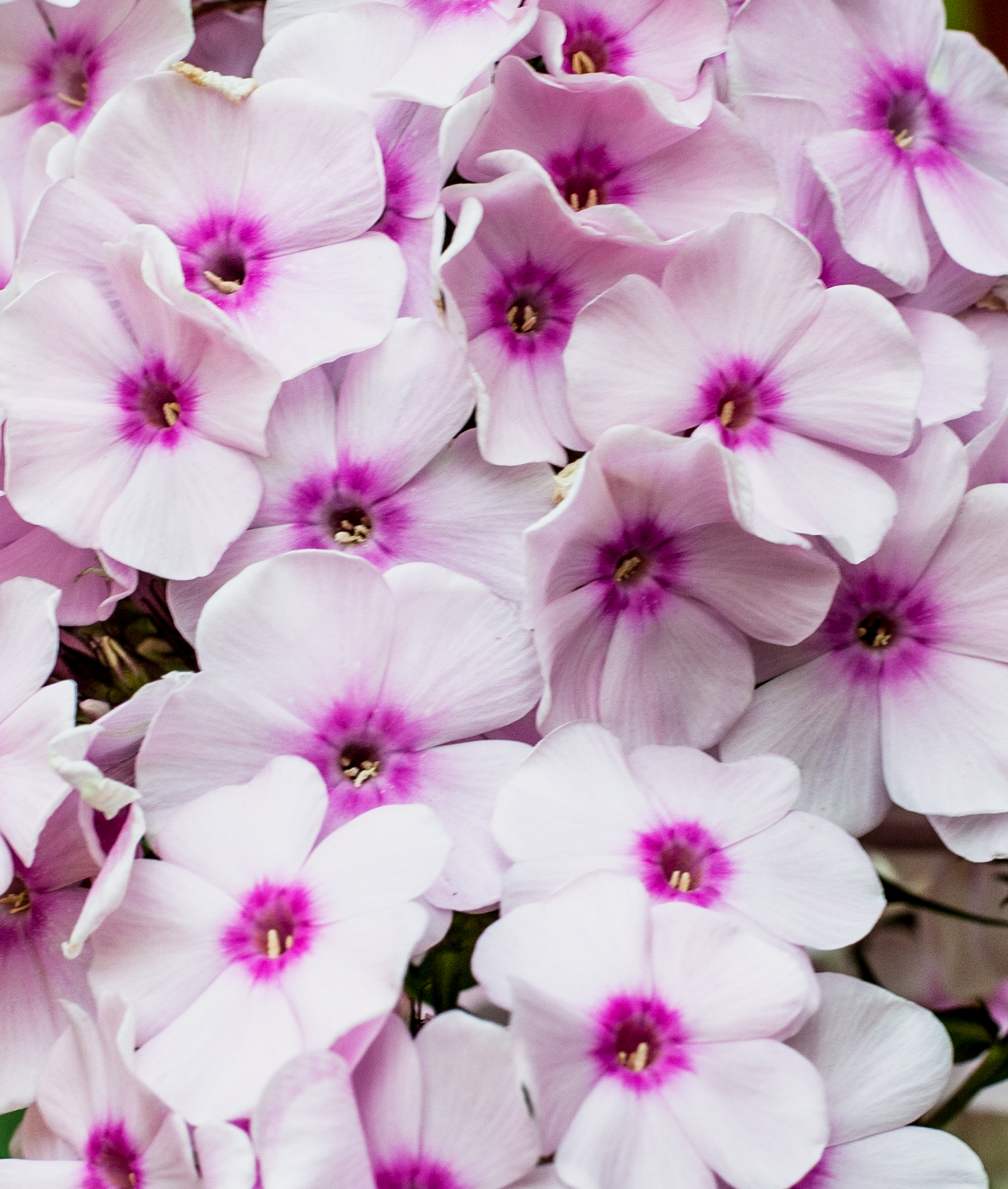 pale purple flowers with darker purple-pink centers